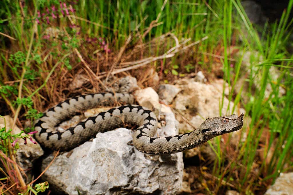 Vipera ammodytes o vipera dal corno