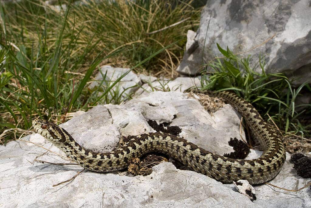 Vipera ursinii o Vipera dell'Orsini 