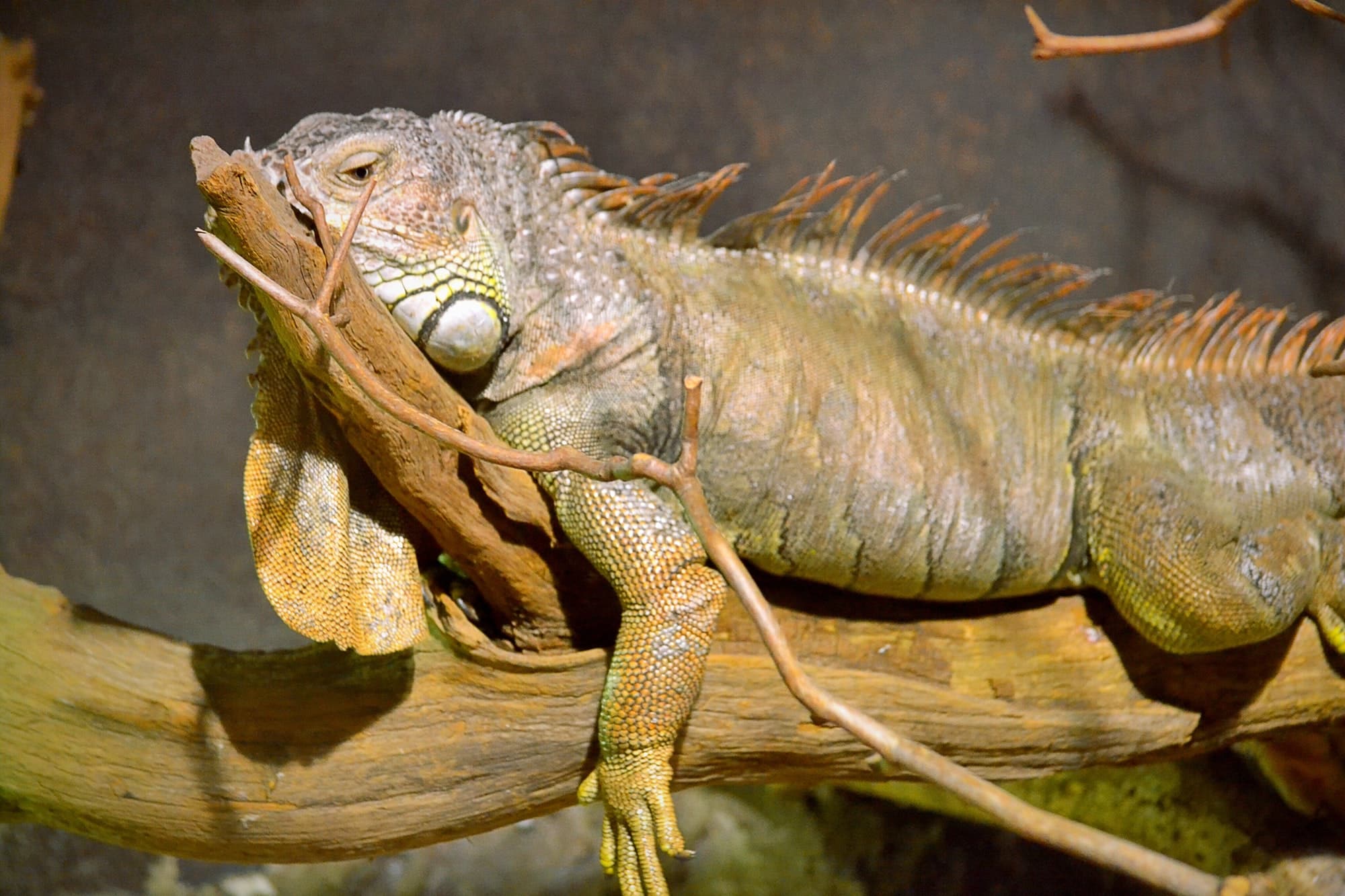 Iguana su ramo