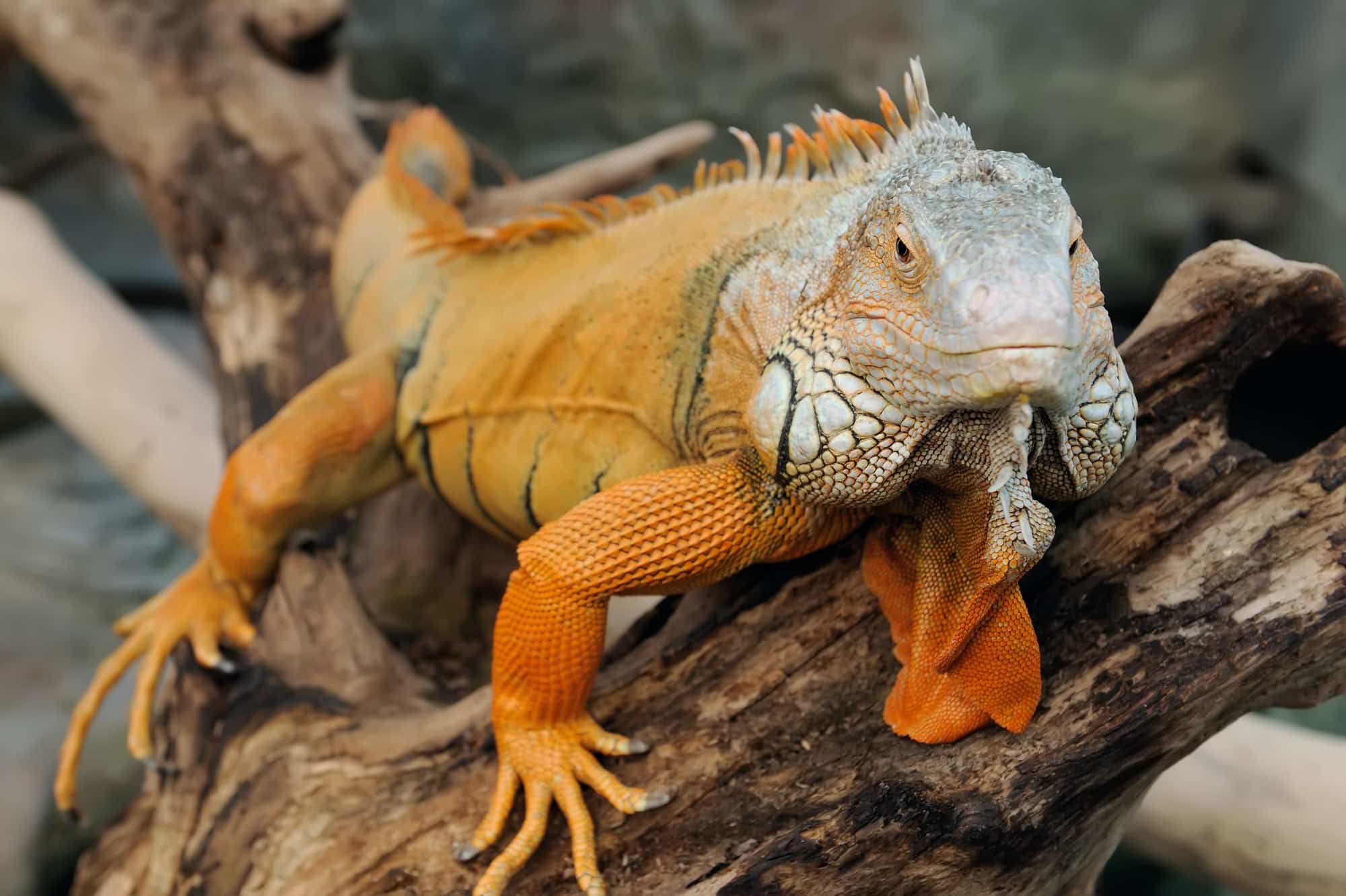 Iguana rossa