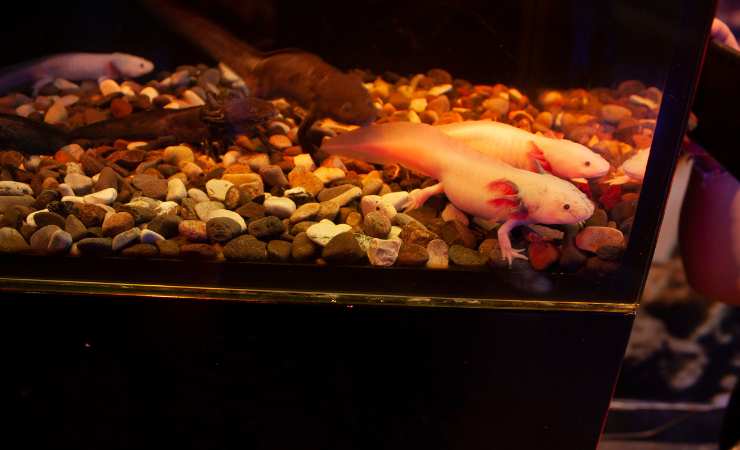 acquario per axolotl