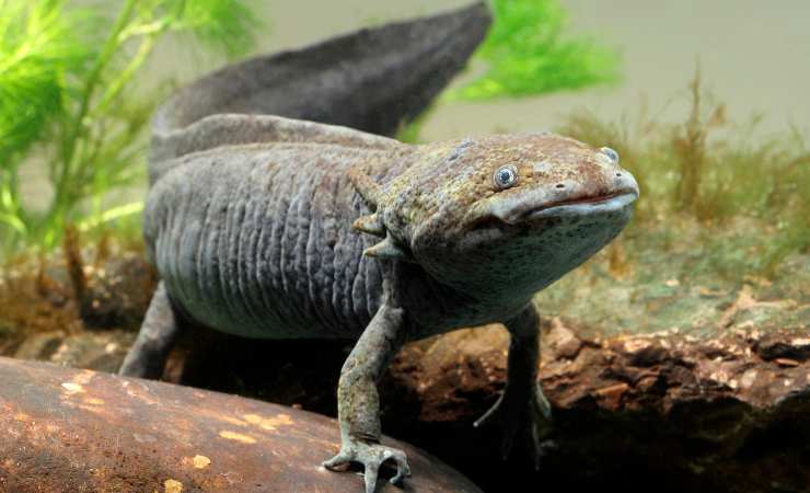 acqua per axolotl