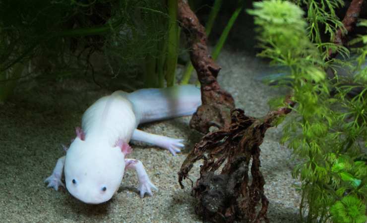 acquario per axolotl