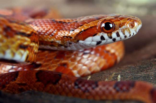 Serpente Del Grano Caratteristiche Habitat E Come Allevarlo In