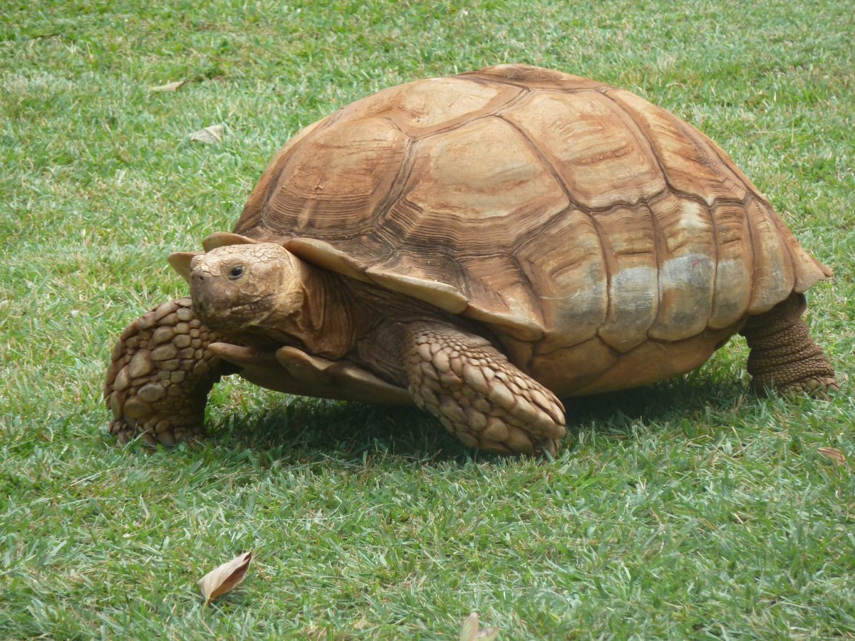 Geochelone Sulcata: Cura, Riproduzione E Allevamento > AnfibieRettili.it