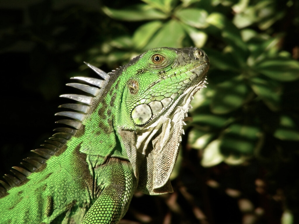 Iguana verde