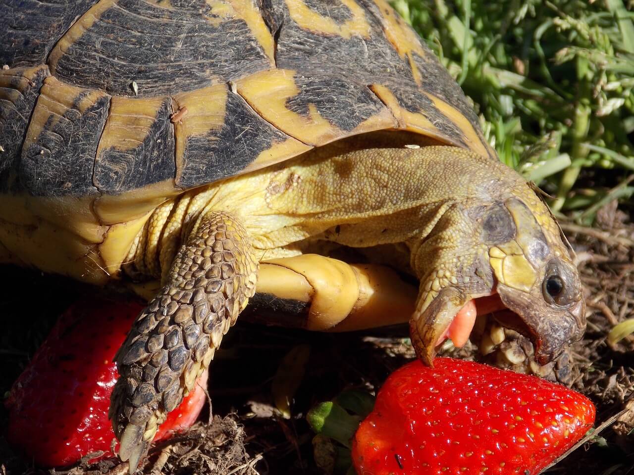 Alimentazione delle tartarughe di terra, consigli per una corretta nutrizione