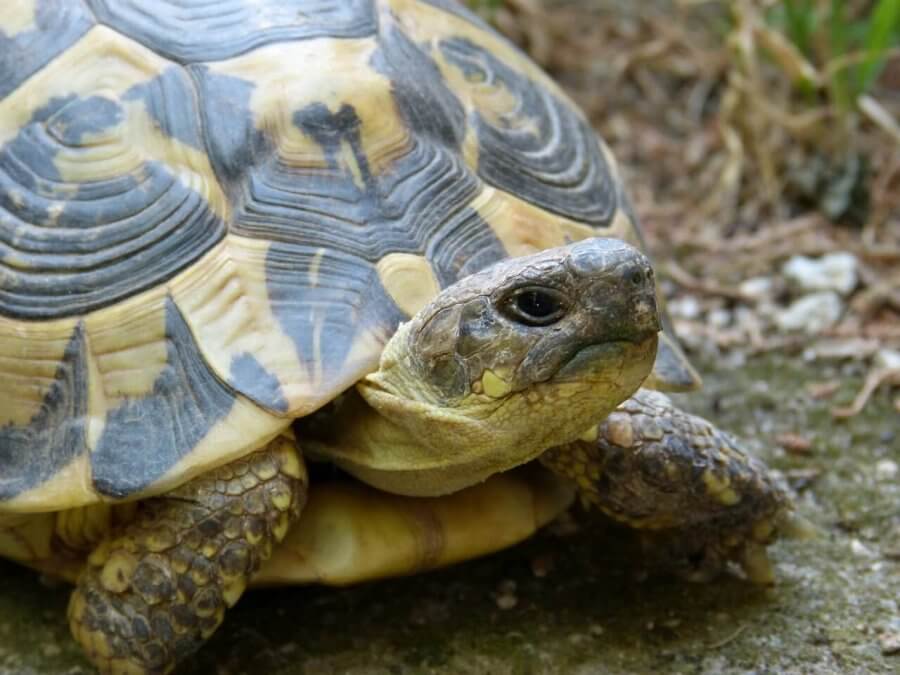 Tartarughiere di terra: guida pratica alla scelta