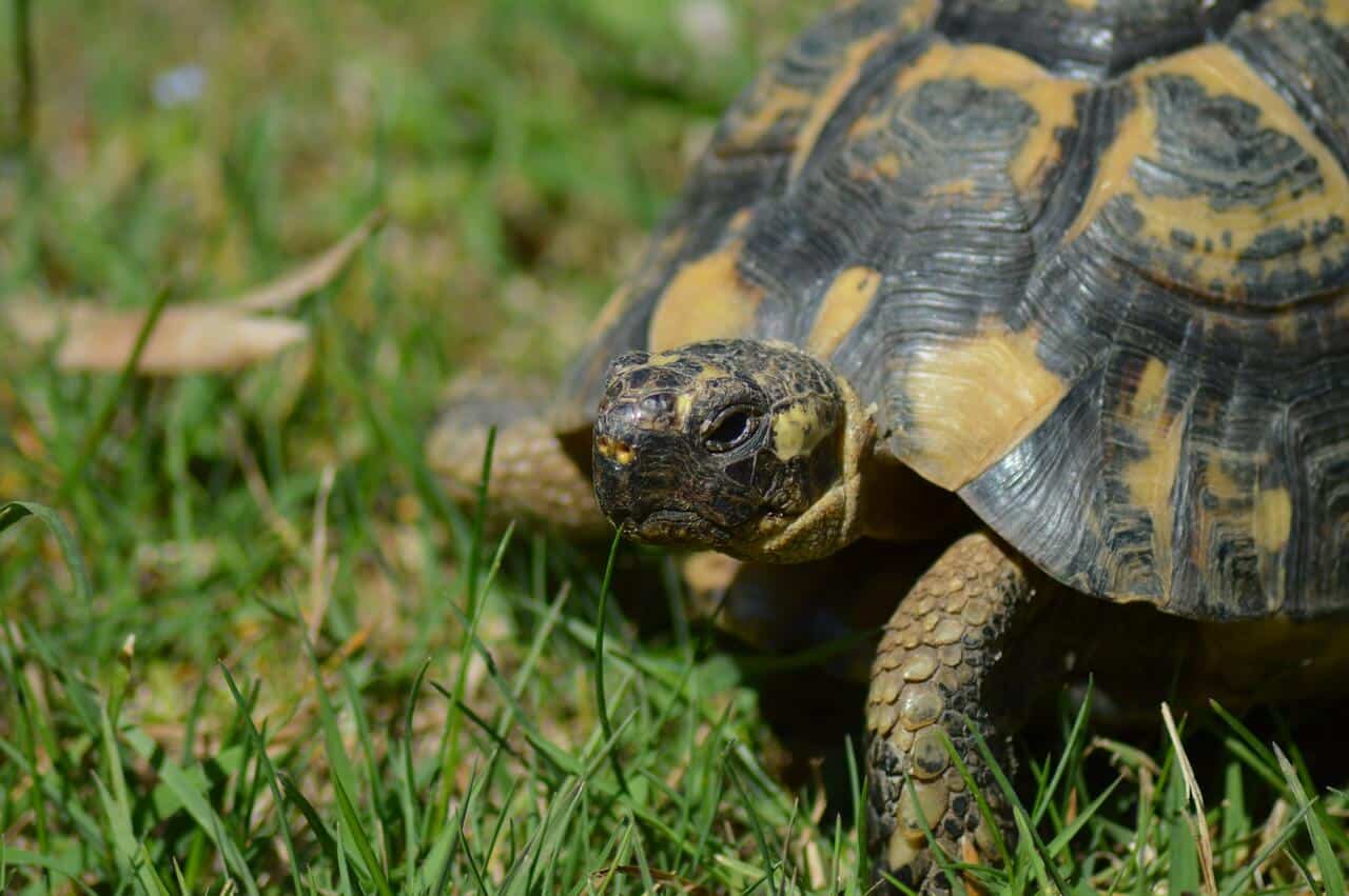 Come costruire un terrario per tartarughe