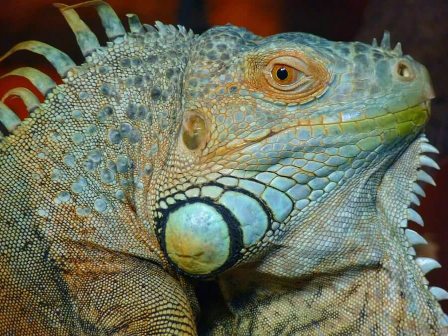 Ti presento l’iguana: tutto quello che devi sapere per allevarla