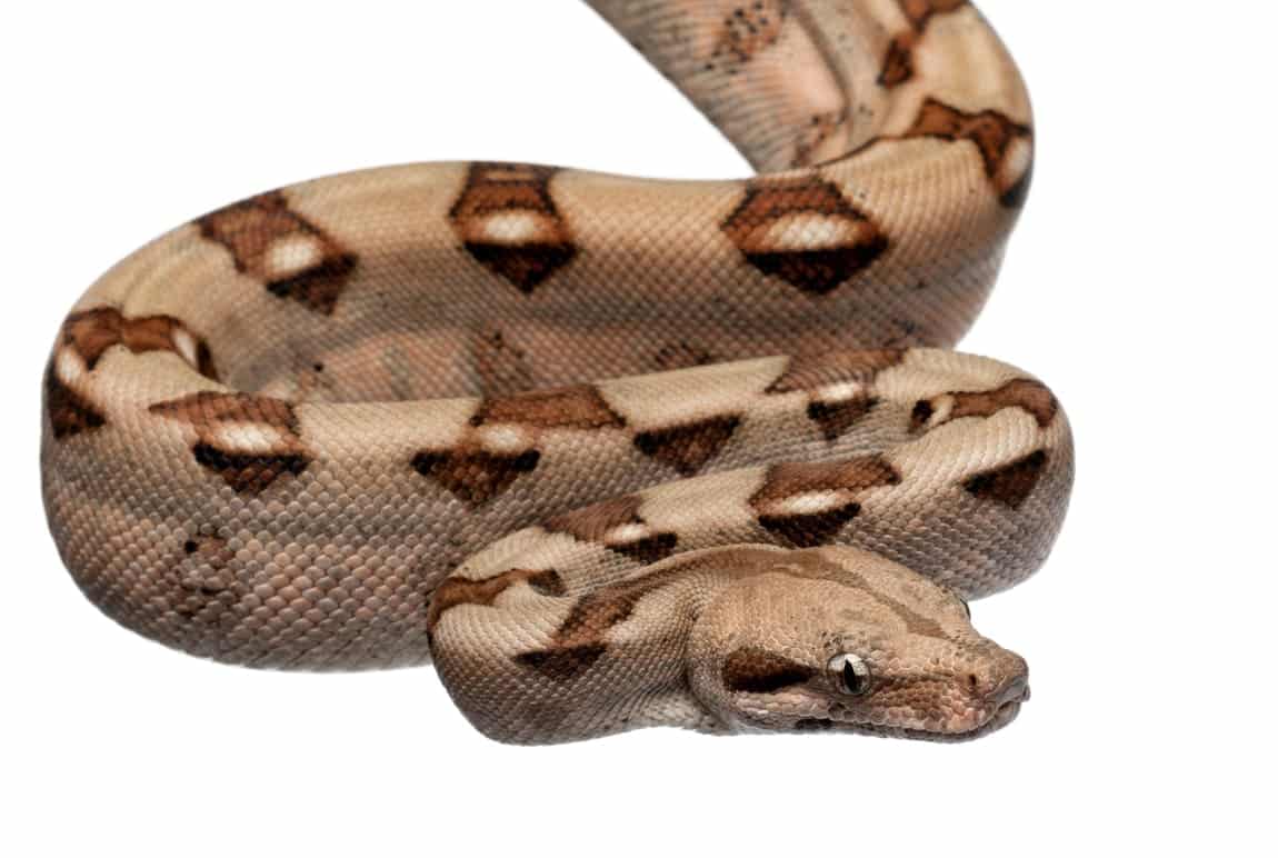 Boa constrictor: cosa sapere prima di comprarlo