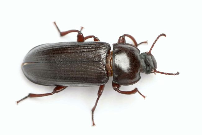 Adulto della tarma della farina Tenebrio molitor, in front of white background