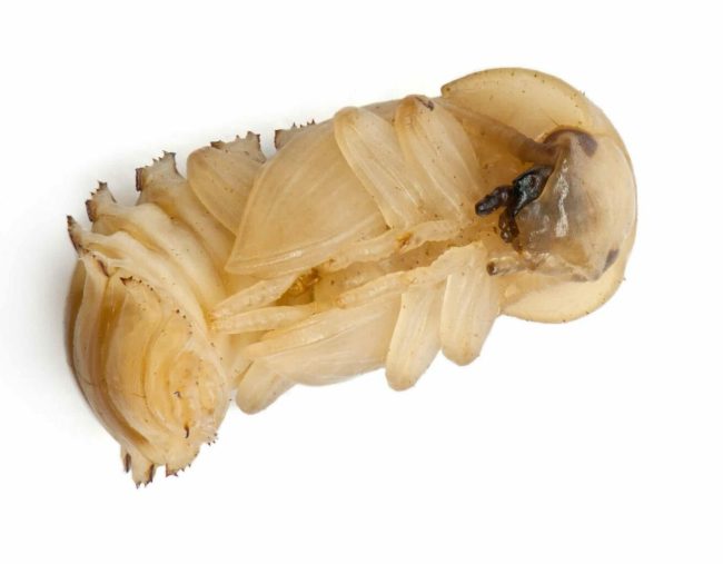 Pupa di tarma della farina Tenebrio molitor, in front of white background