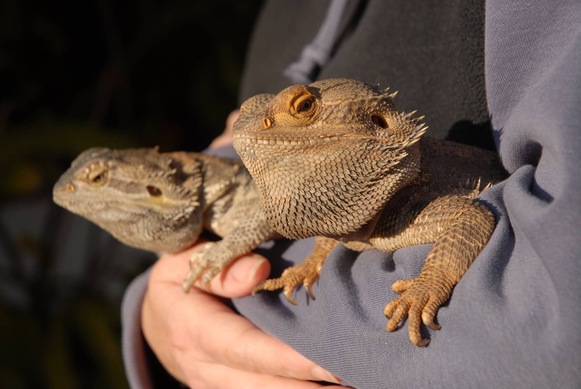 Come educare i propri animali domestici?