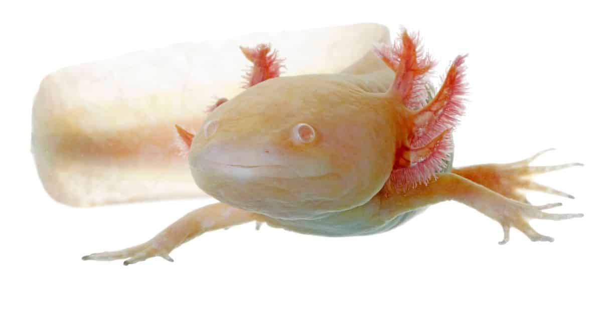 Acquario per axolotl: una guida completa