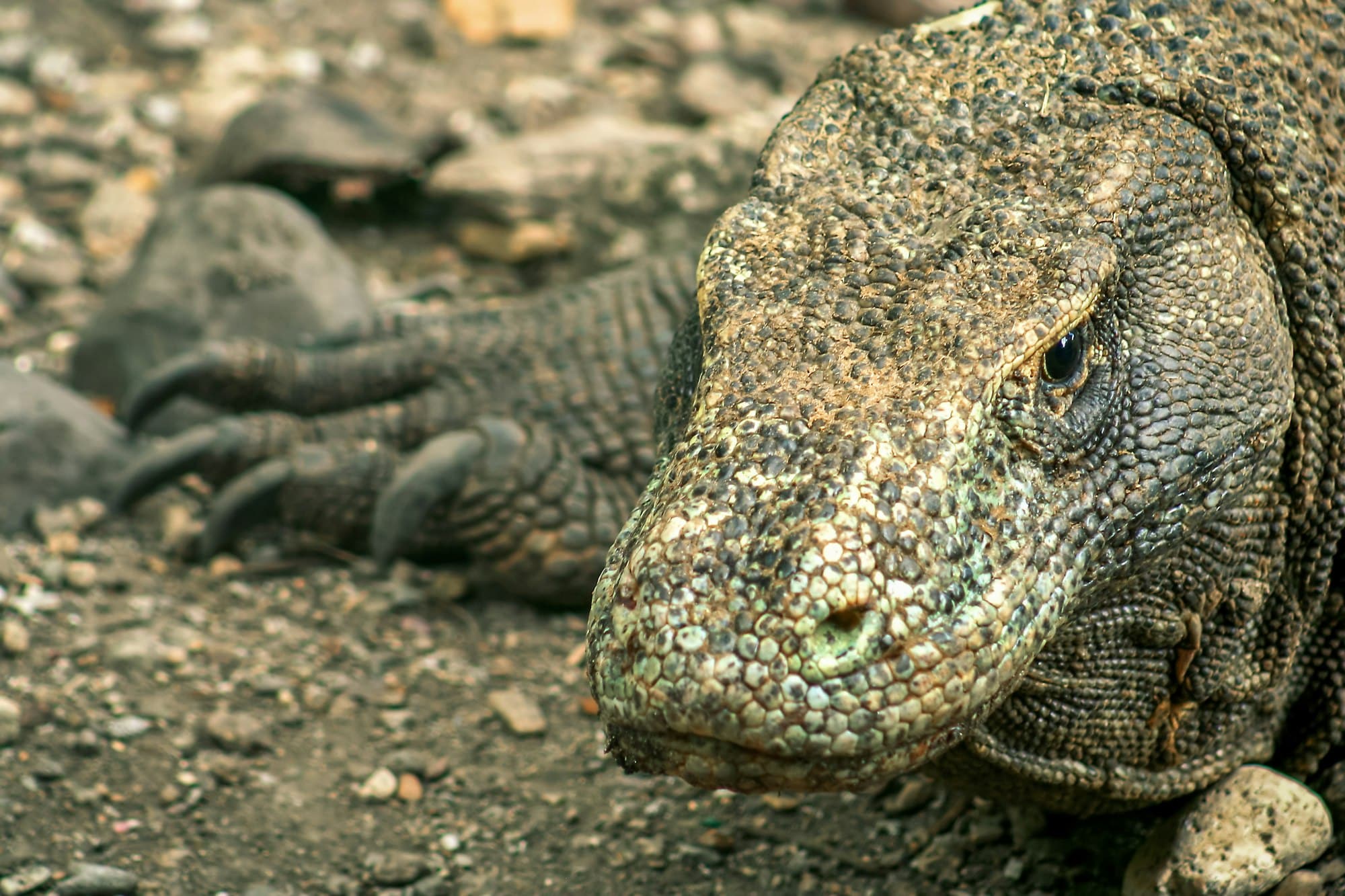 Un drago di Komodo mentre caccia una preda, mostrando i suoi denti potenti e rivestiti di ferro in un ambiente naturale.