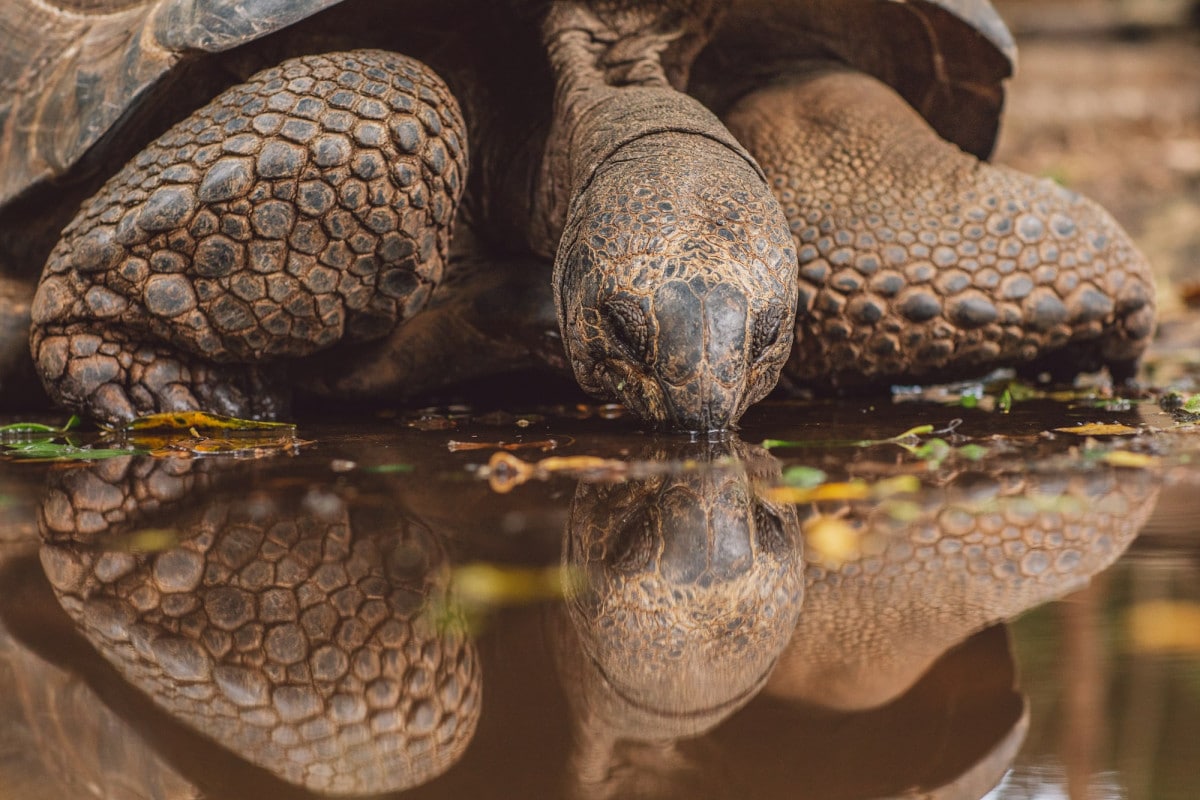 Le tartarughe terrestri sono creature affascinanti e misteriose, e nonostante la loro lenta andatura, hanno una serie di caratteristiche straordinarie.