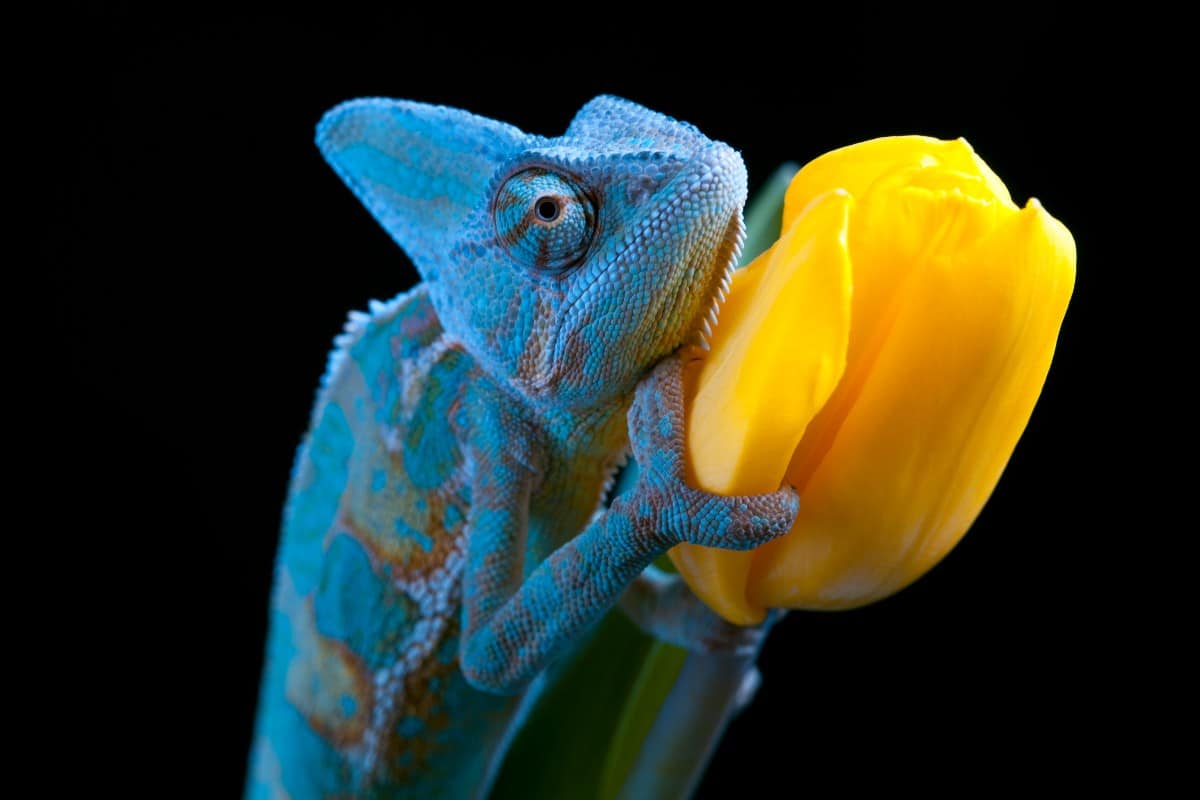 10 fatti sorprendenti sui camaleonti: come cambiano colore e perché