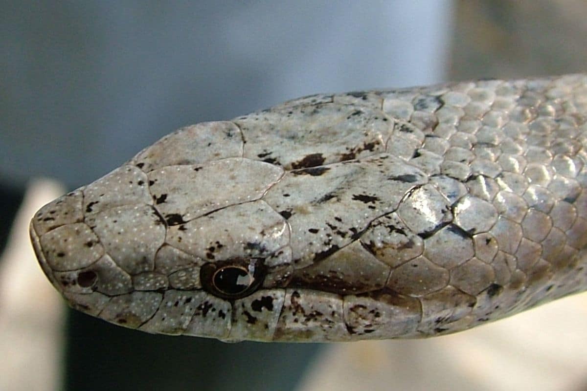 Alsophis antiguae uno dei serpenti più rari del mondo