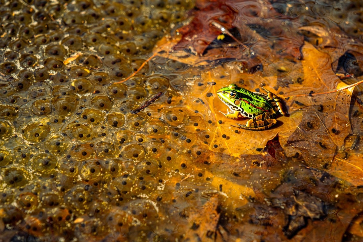 Curiosità sulle rane