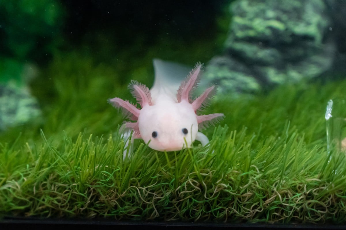 Axolotl curiosità sulle salamandre