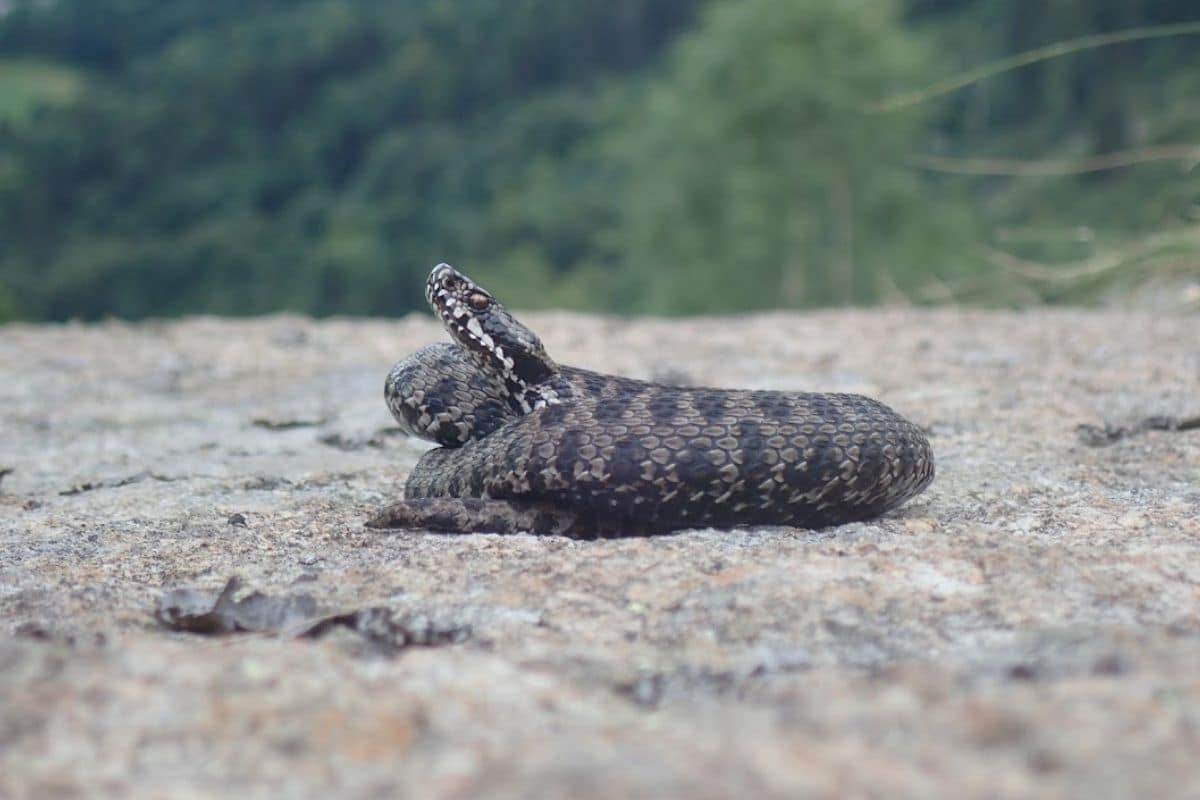 I 5 serpenti più rari al mondo: dove trovarli e perché sono così unici