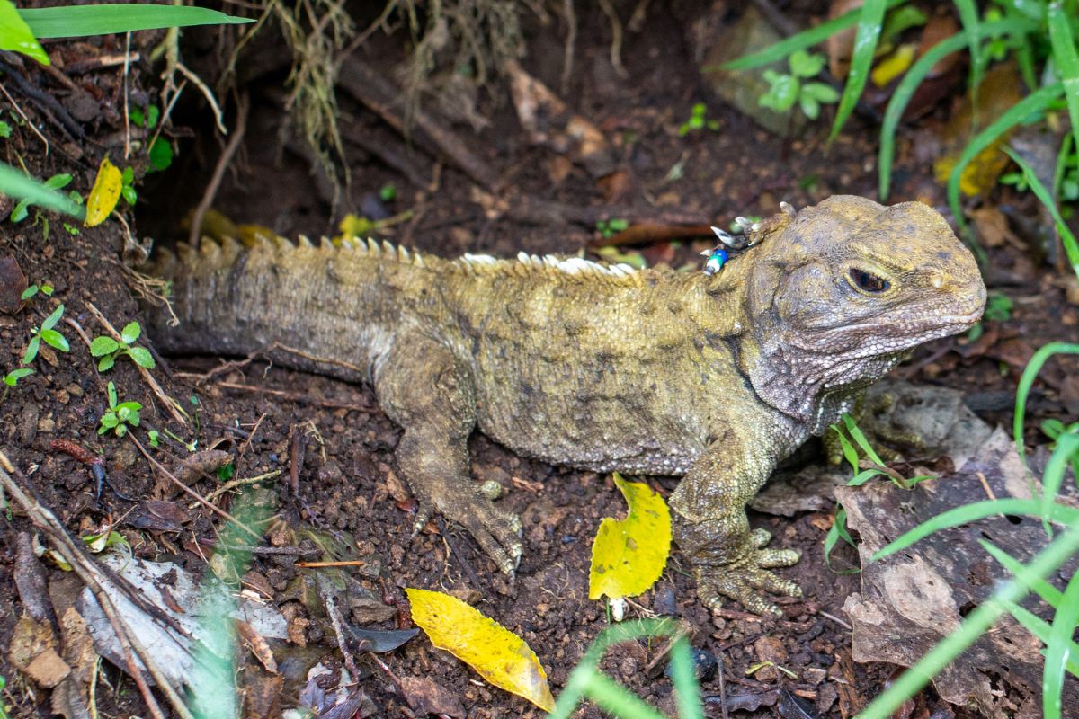 Tuatara