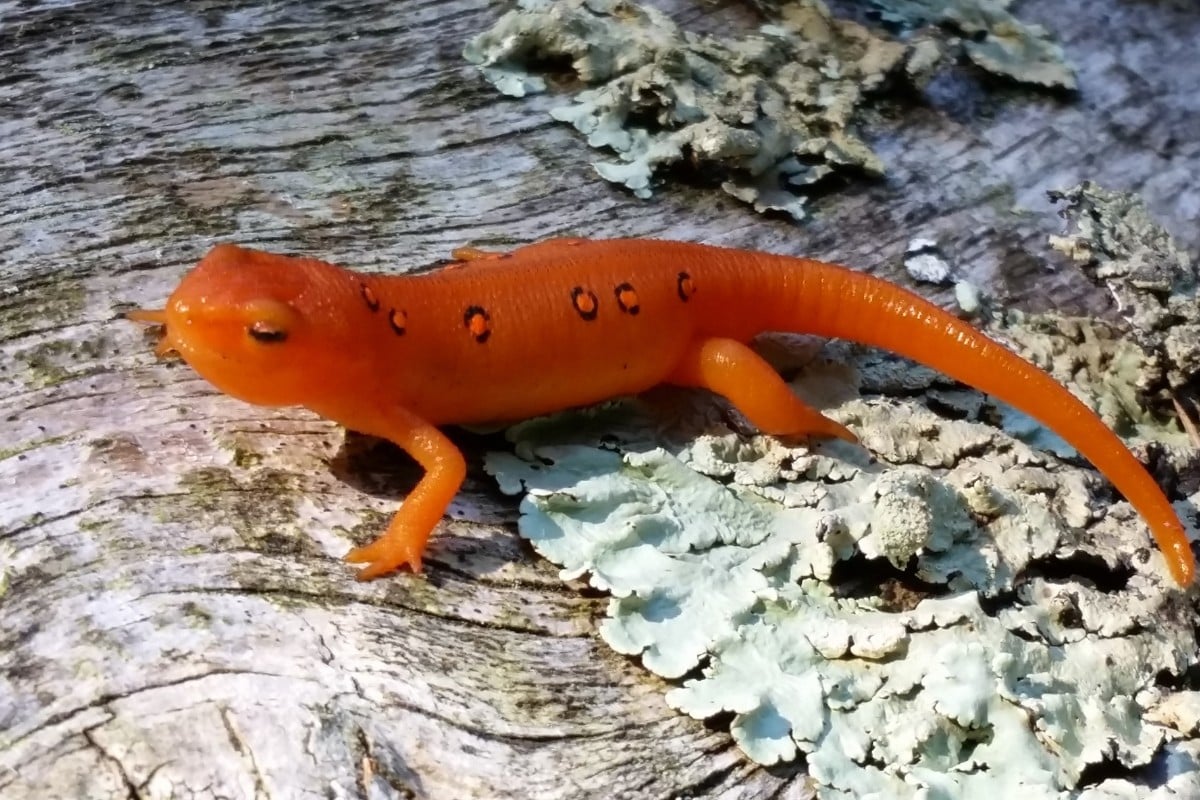 10 curiosità sulle salamandre