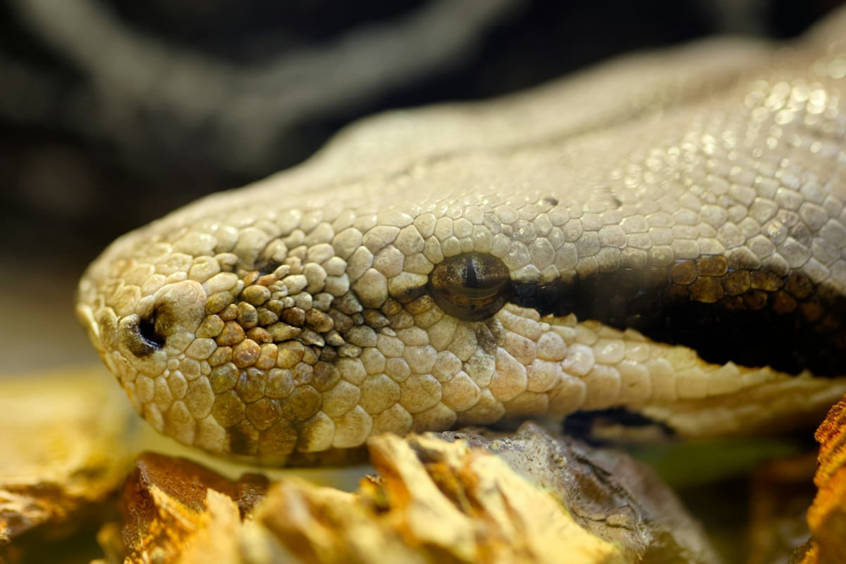 Serpenti giganti: le specie più imponenti mai registrate