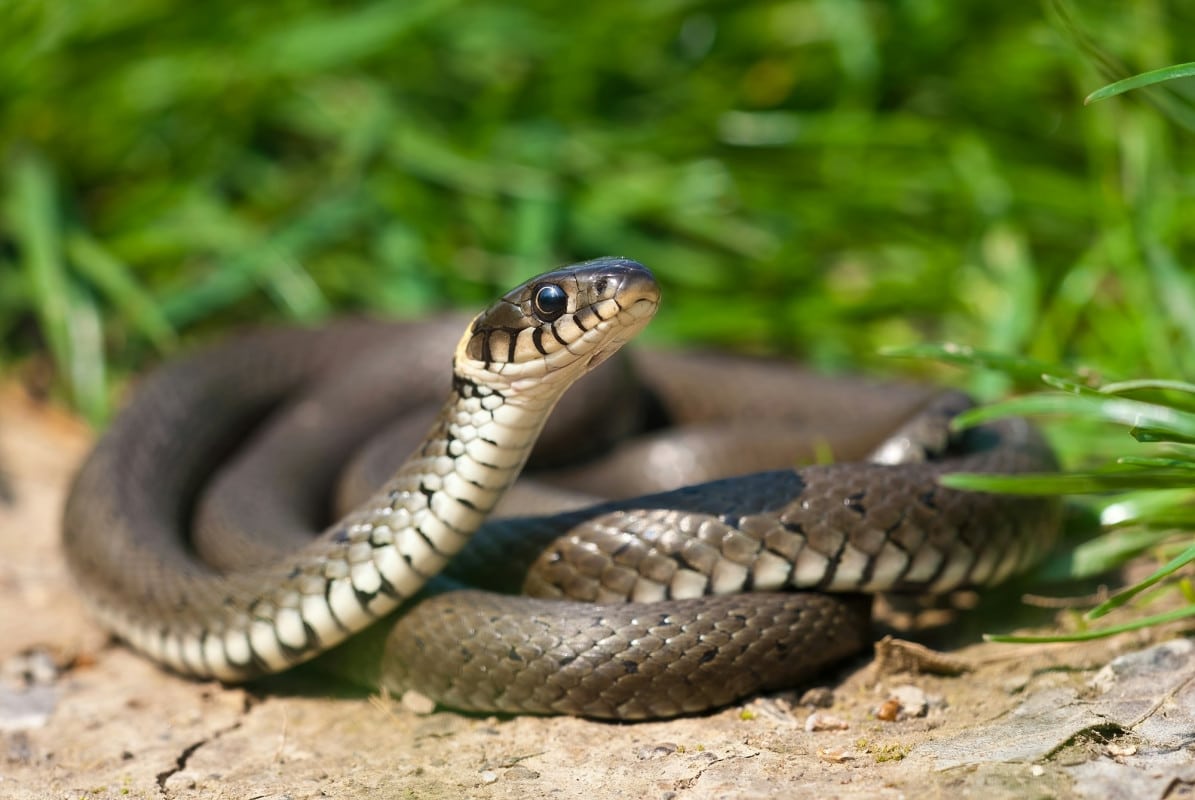 Curiosità sui serpenti: 10 cose sorprendenti che non conoscevi