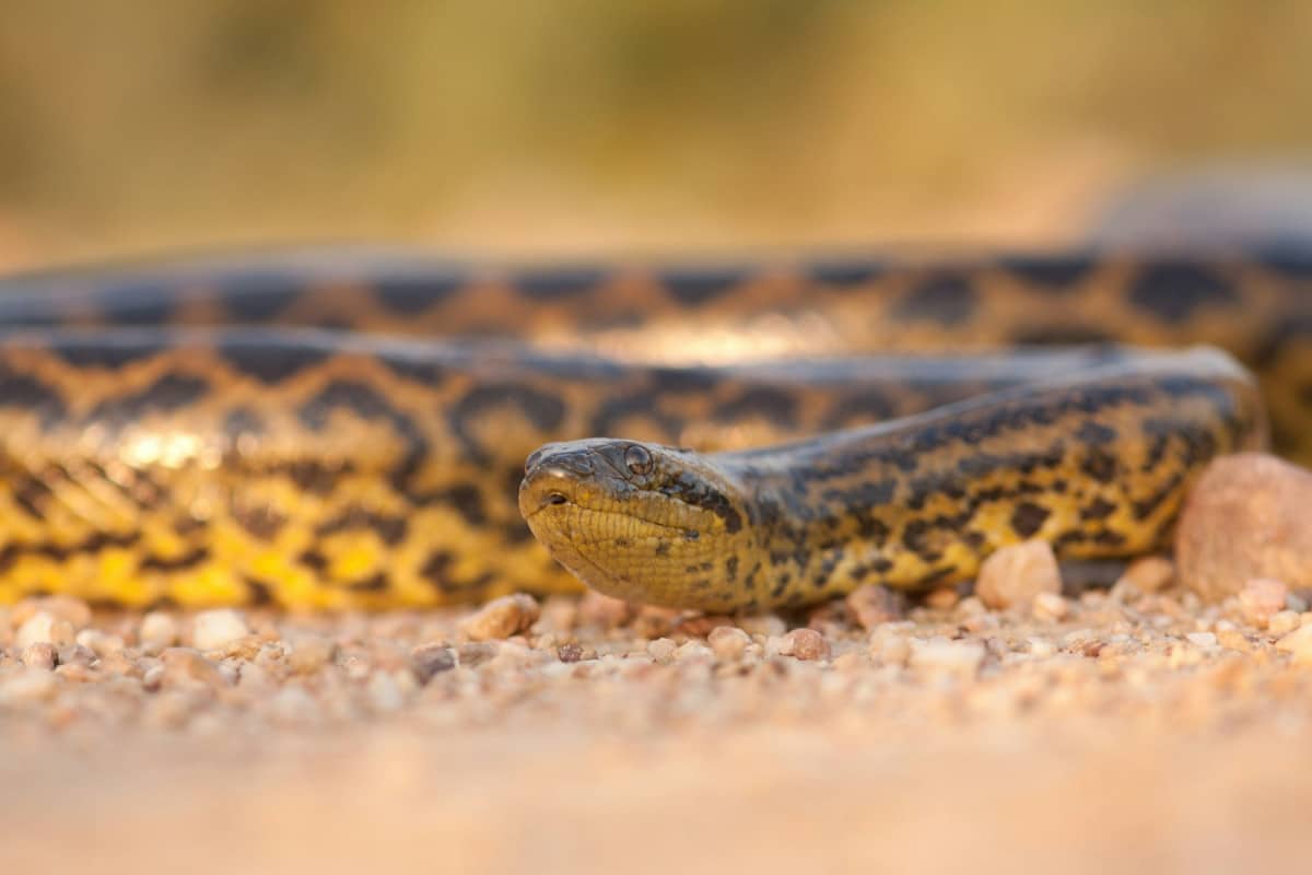 Scopri le specie di serpenti giganti che hanno camminato sulla Terra, dai colossi preistorici come il Titanoboa agli attuali dominatori delle foreste pluviali.