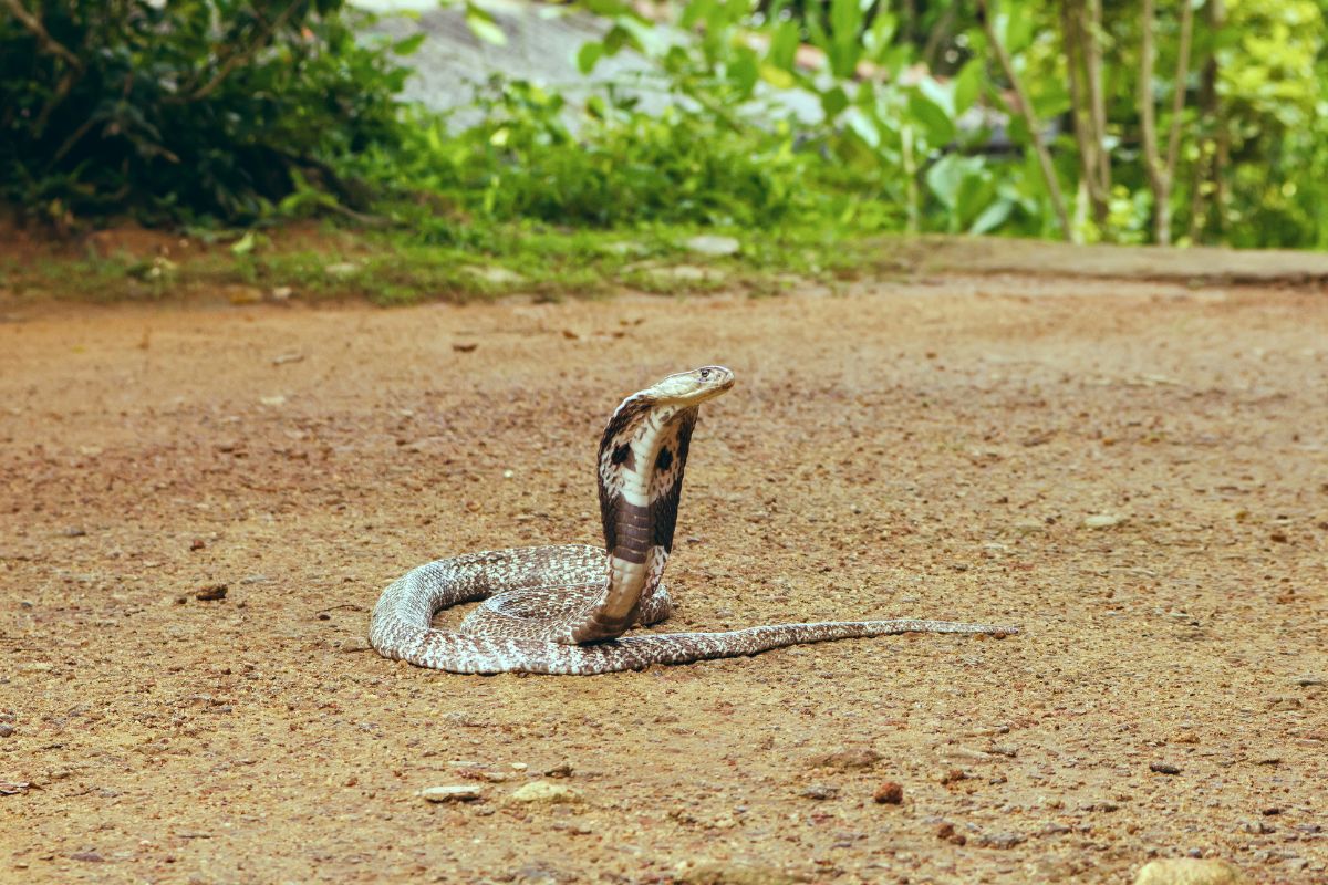 Il cobra reale: il re dei serpenti velenosi