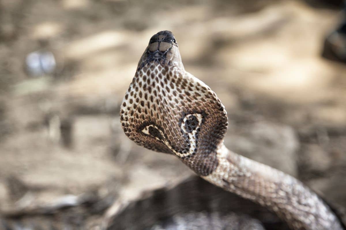 Cobra reale il re dei serpenti velenosi