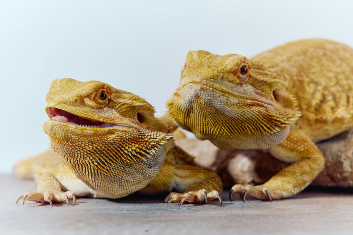 Guida completa alla cura del drago barbuto: alimentazione, habitat e salute