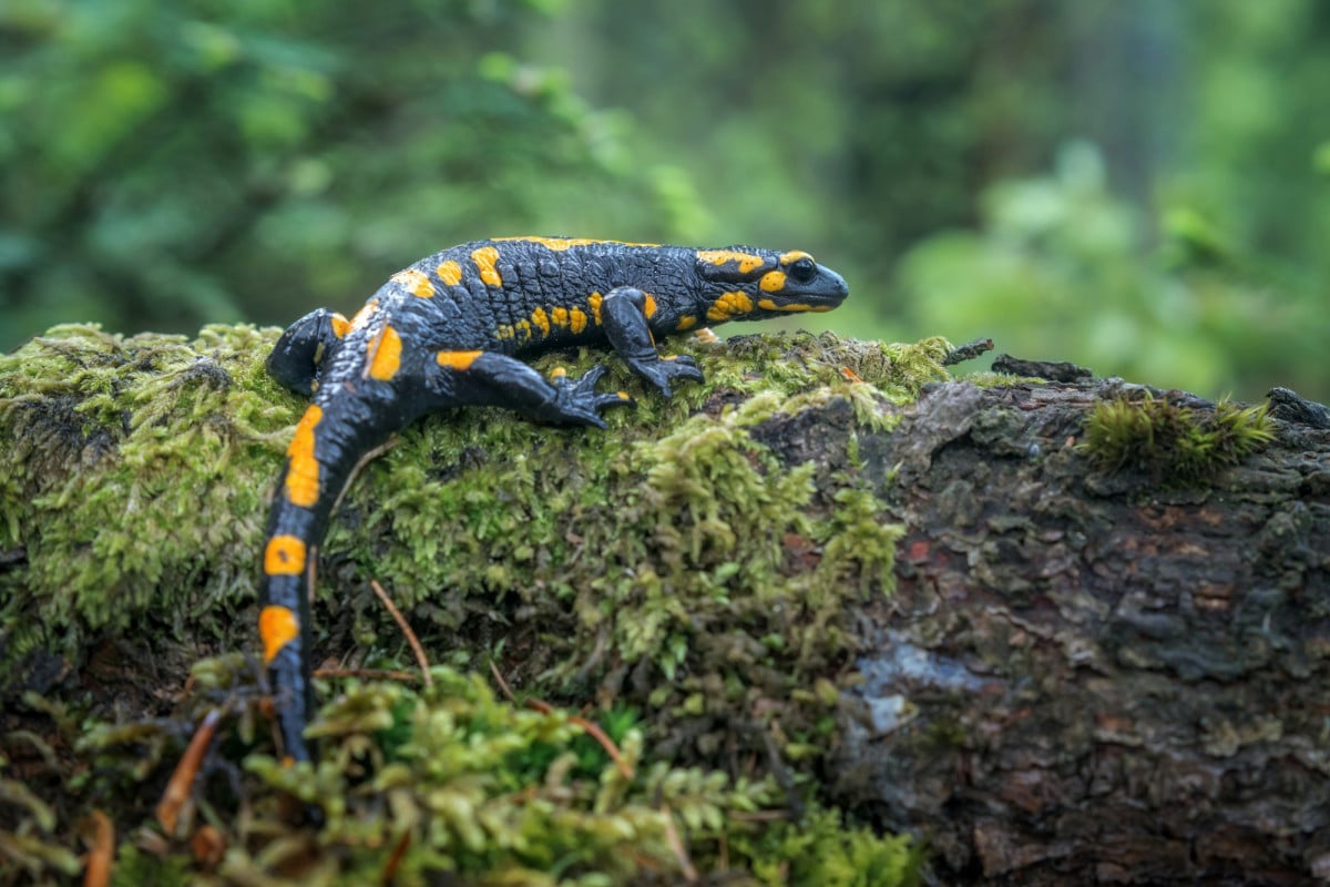 Una salamandra pezzata nel suo ambiente naturale.