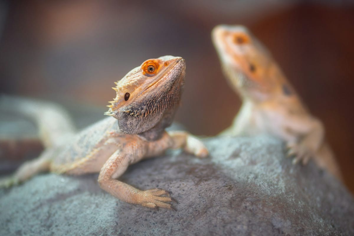 Il drago barbuto è uno dei rettili domestici più amati, grazie alla sua docilità e al fascino del suo aspetto preistorico.