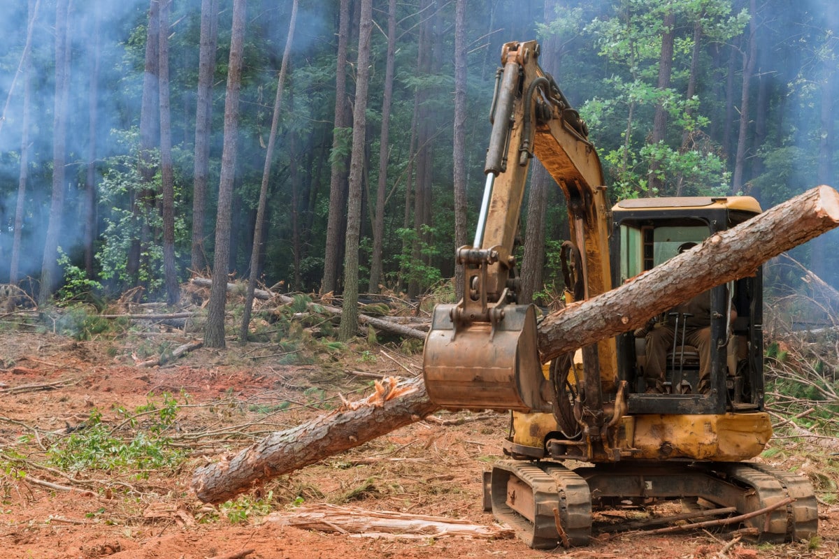 Come la deforestazione sta impattando sull'estinzione dei rettili.