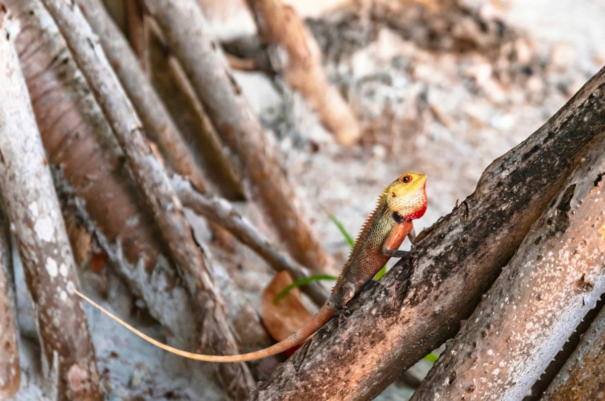 La scoperta di una nuova specie di iguana, Calotes wangi, ha attirato l'attenzione della comunità scientifica, aprendo nuove prospettive nello studio della biodiversità asiatica.