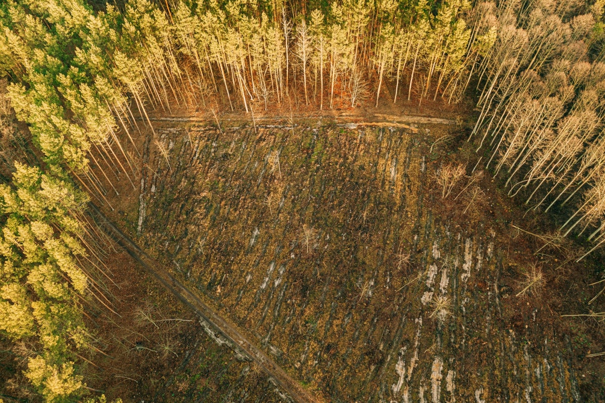 L’impatto della deforestazione sui rettili: uno sguardo globale