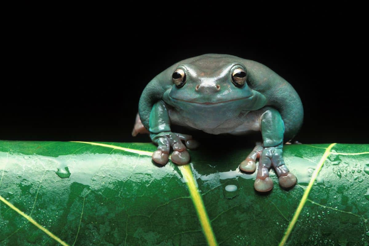 Come prendersi cura delle rane in cattività