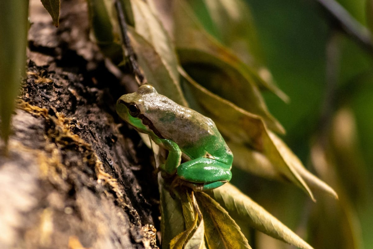 Hyla arborea: Il cambiamento di colore delle rane non è solo una curiosità della natura, ma un processo essenziale per la loro sopravvivenza.