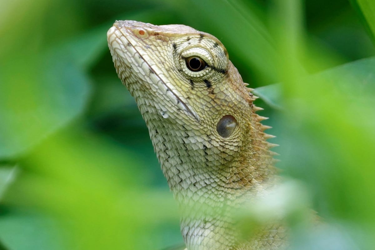 La scoperta di Calotes wangi: una nuova specie di iguana in Cina