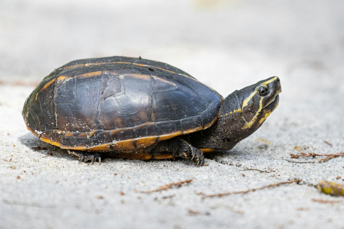 Le tartarughe d'acqua sono tra gli animali domestici più affascinanti e semplici da mantenere, ma alcune specie sono più adatte ai neofiti.