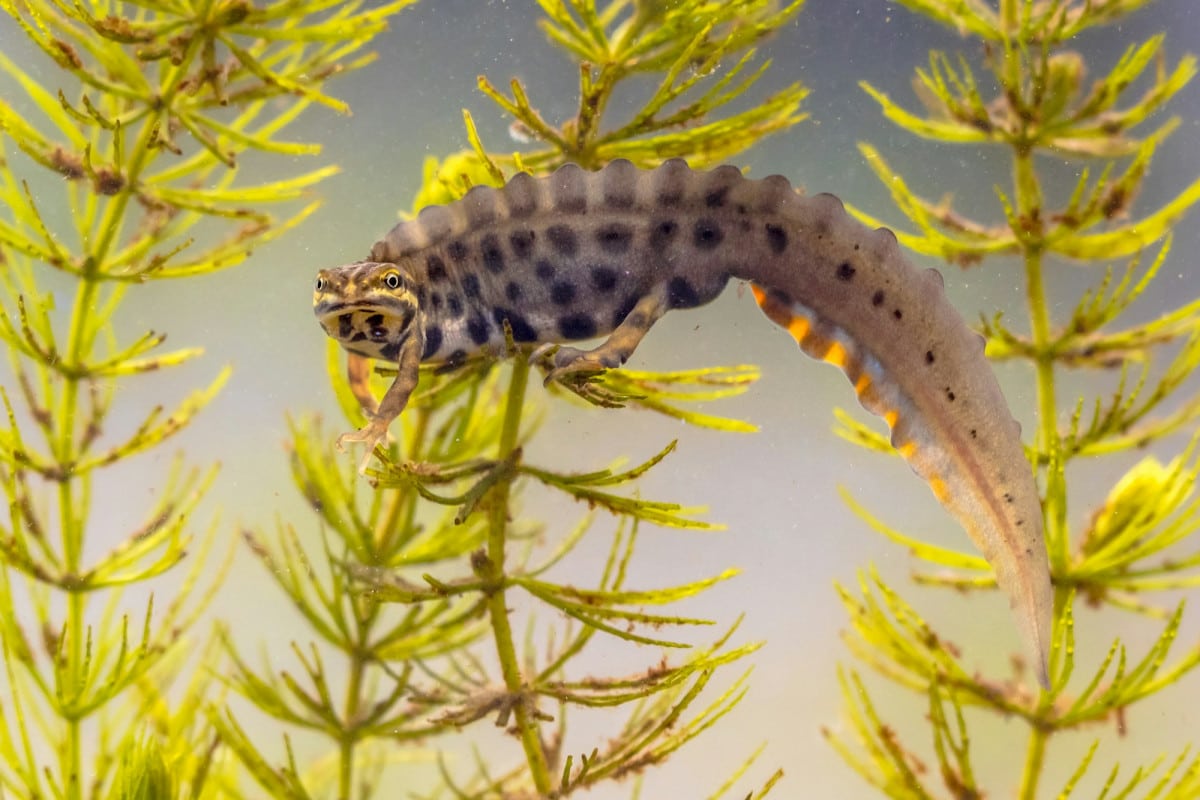 Esemplare di tritone comune in ambiente acquatico.