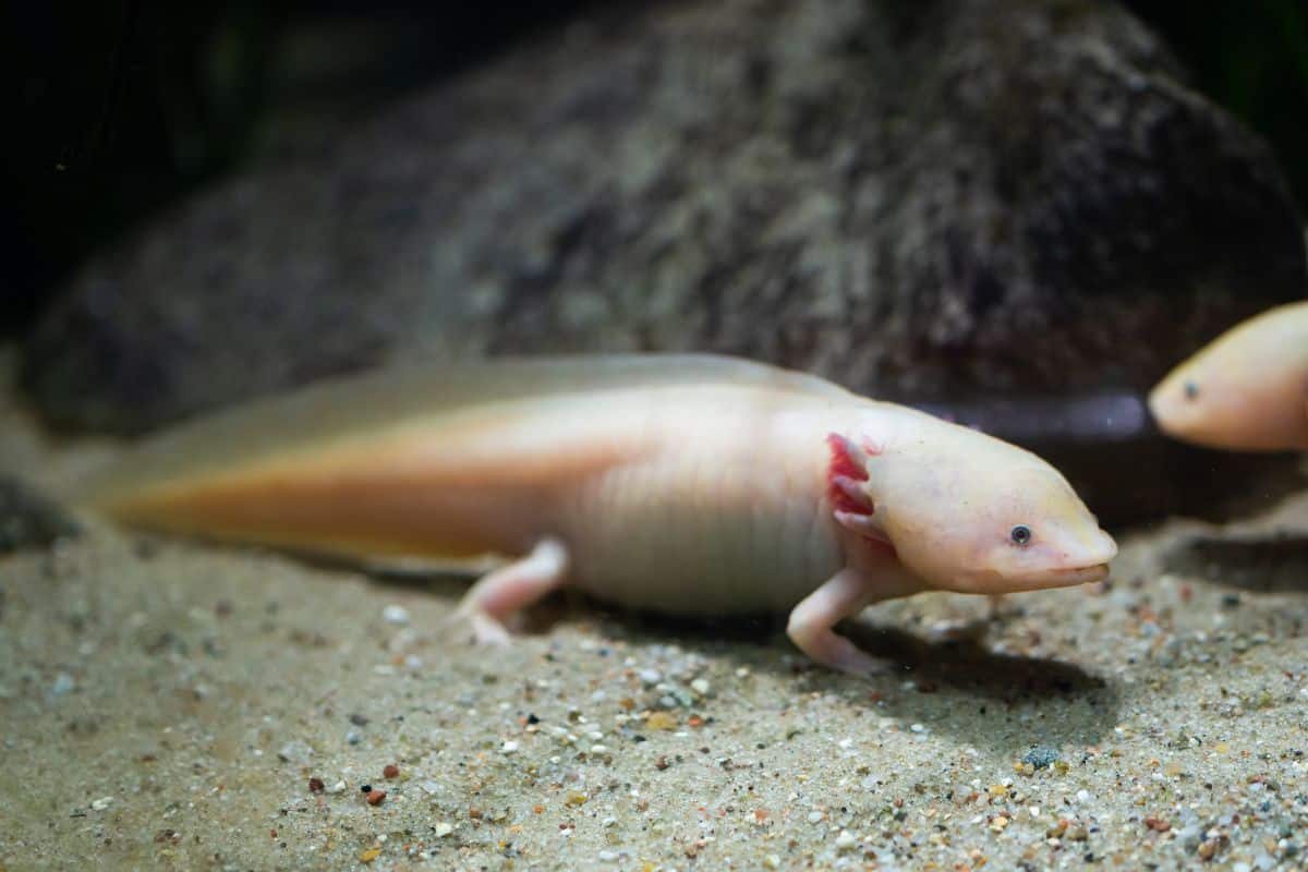 
Axolotl: tutto sull'anfibio più popolare del web