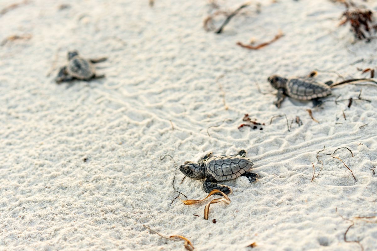 tartaruga Caretta caretta