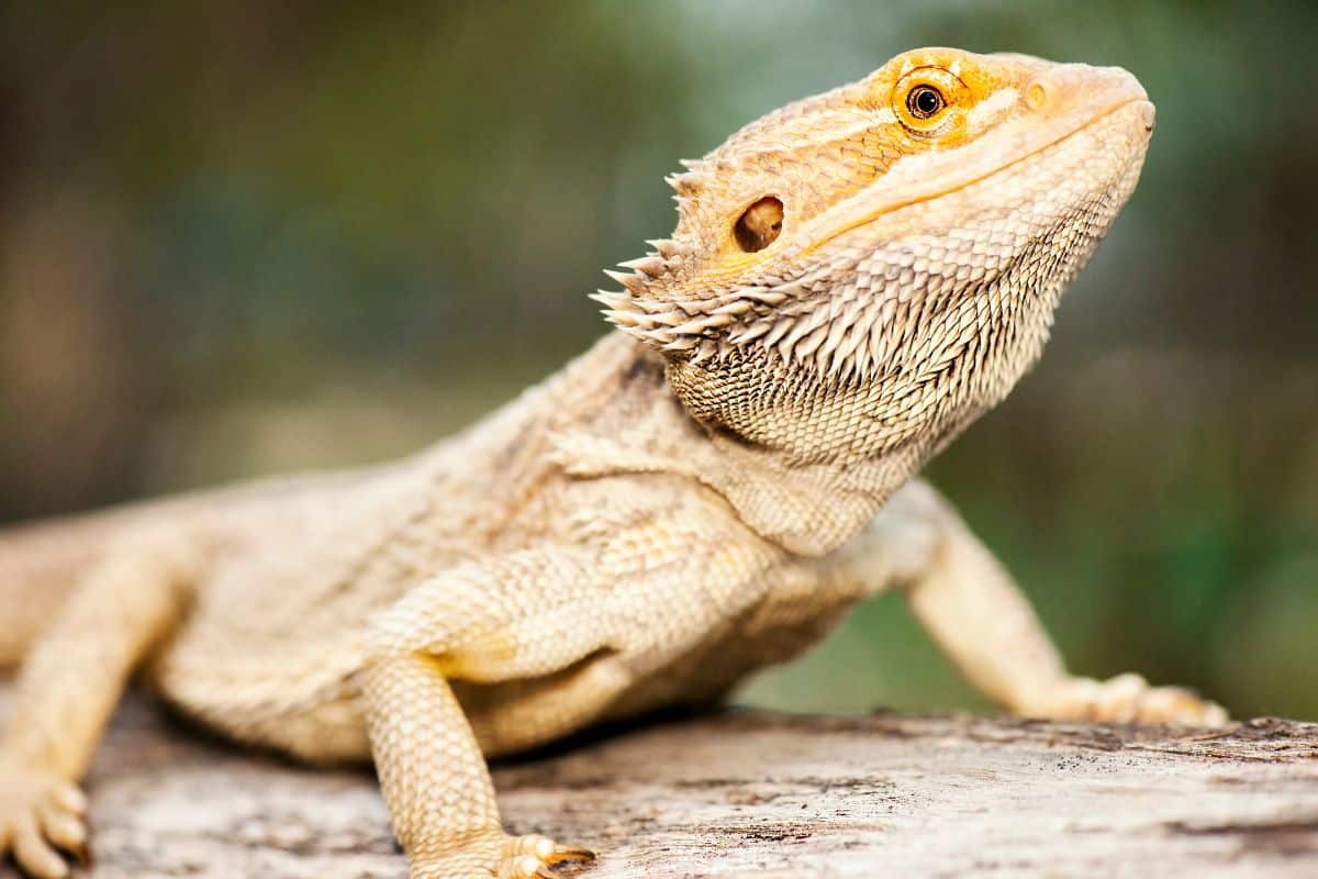 Come distinguere un maschio da una femmina di drago barbuto