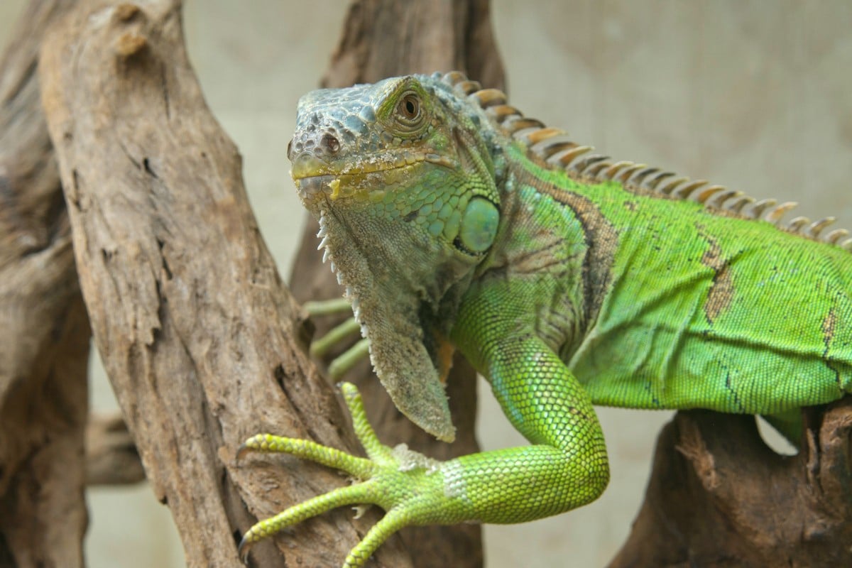 I migliori terrari per iguane: come creare un habitat perfetto