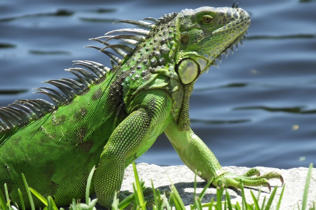 Iguana verdi: consigli per un’alimentazione equilibrata