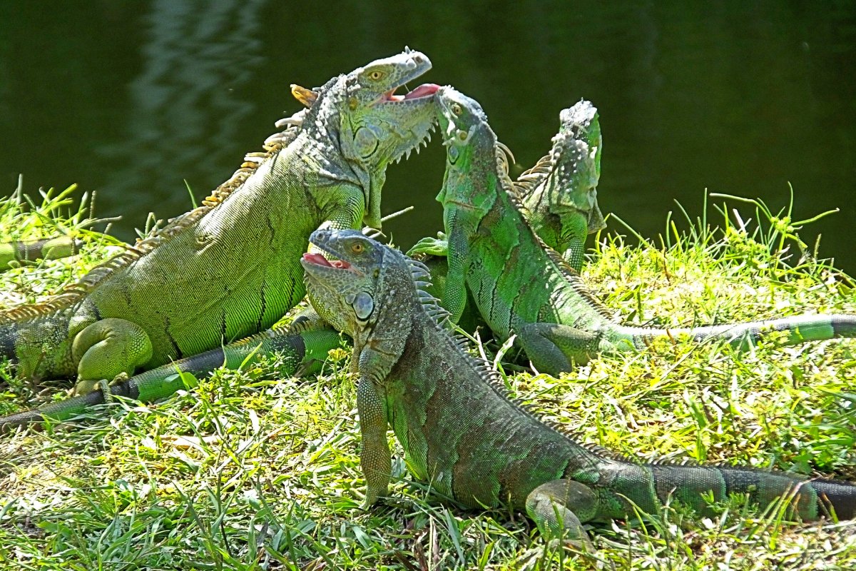 Iguana verdi alimentazione equilibrata